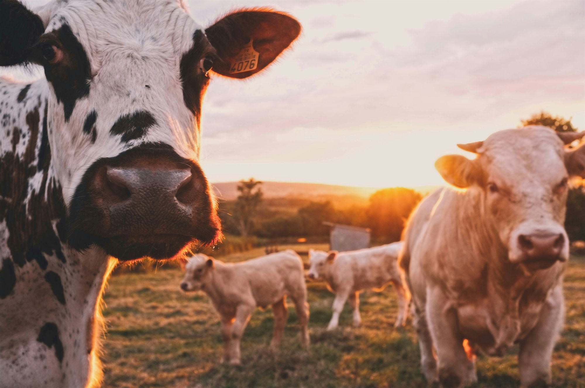 Cattle on pasture at sunset