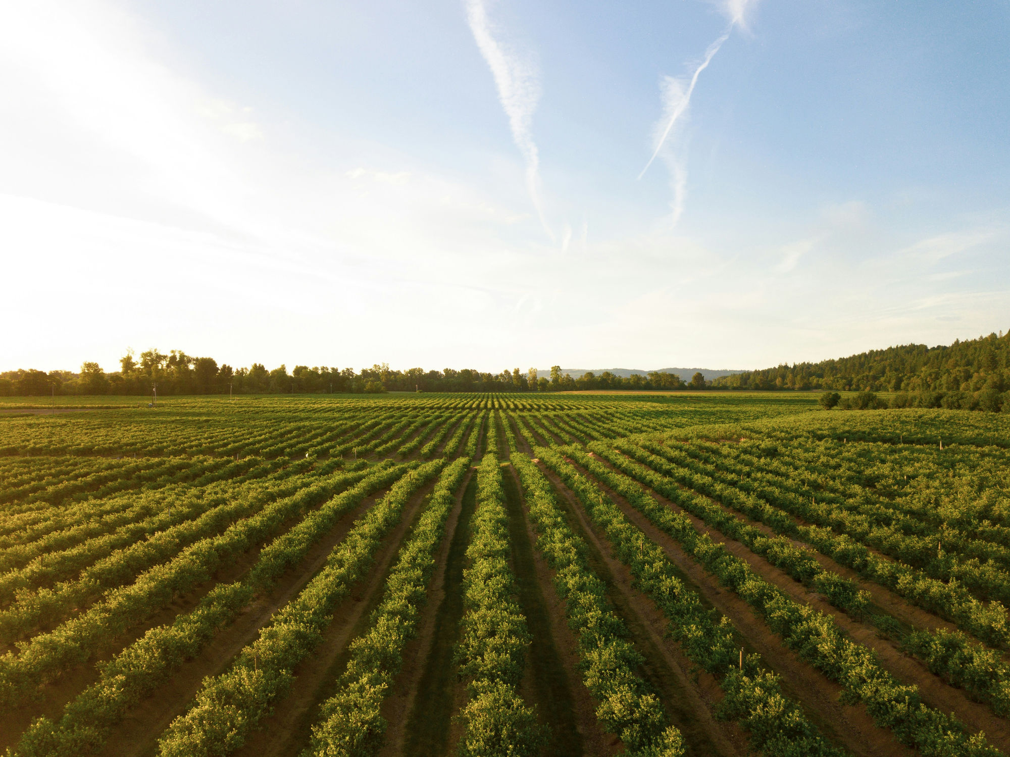 Aerial view of crop rows on farmland