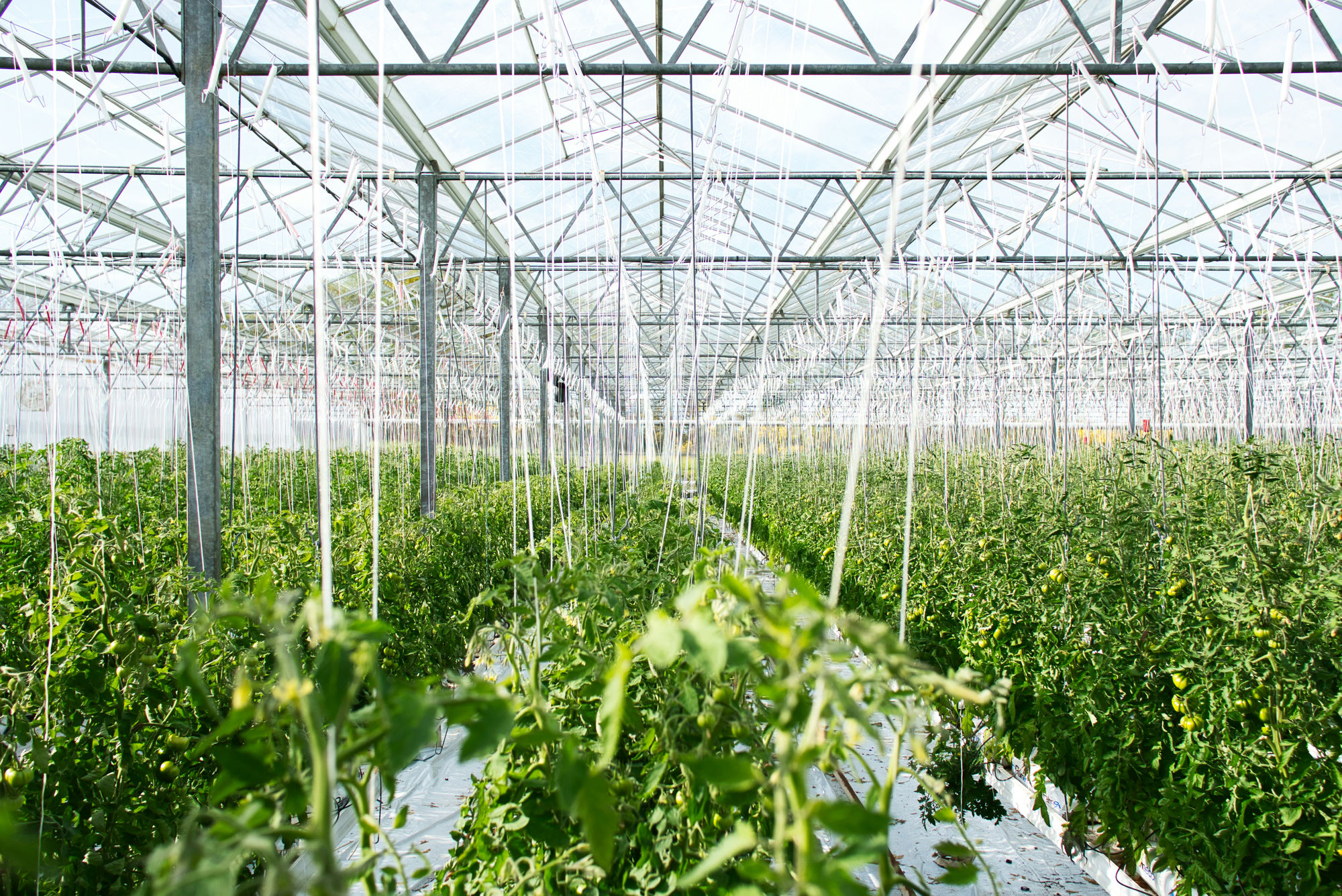 Greenhouse with tomato plants