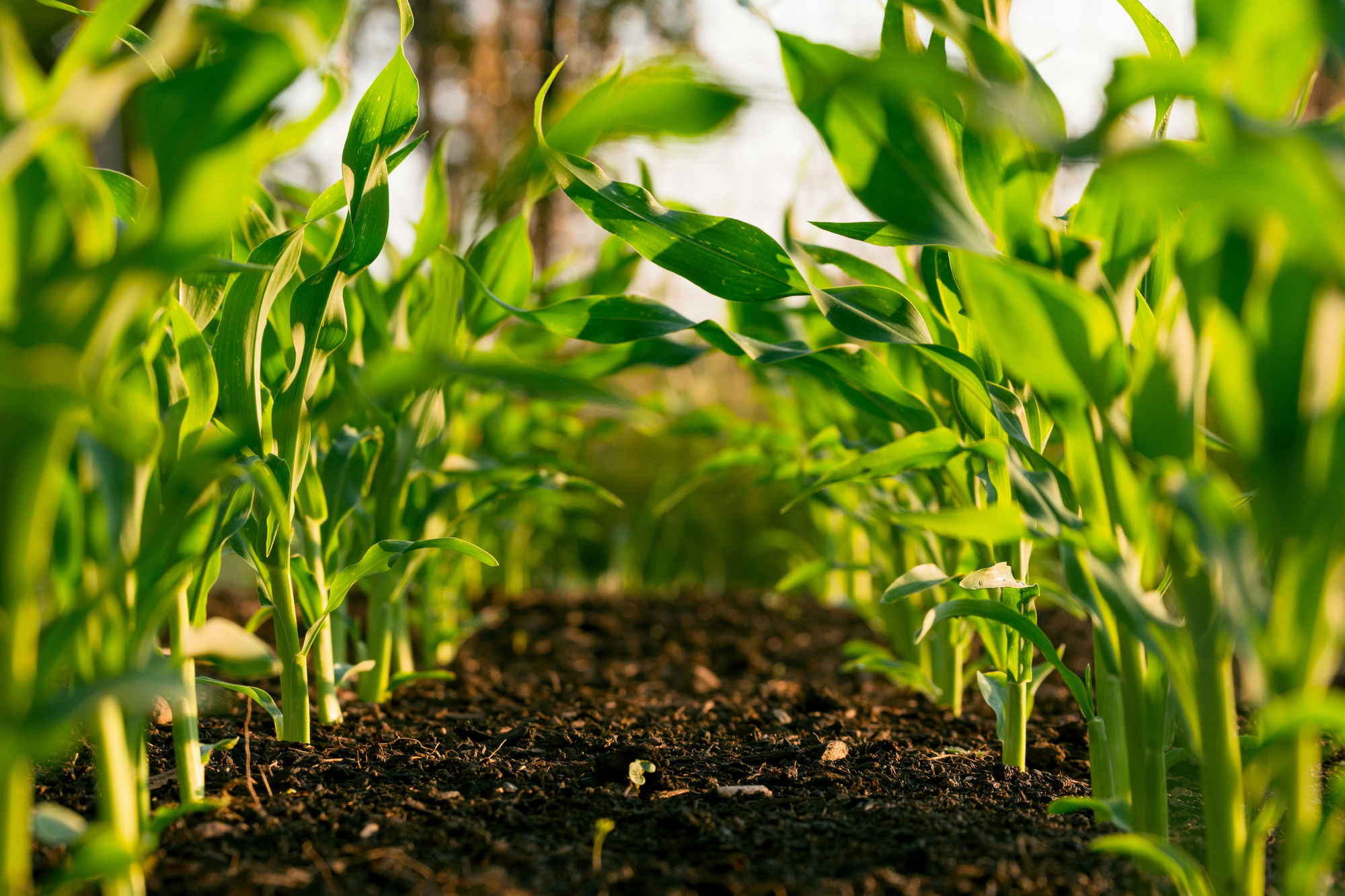 Young maize plants in rows in a field